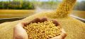 Chunks Common Organic Common Bajaj Premium Yellow As per client demands soyabean
