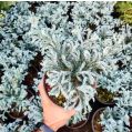 Himalayan Blue Pine Plant