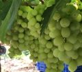 A Grade Green Thomson Grapes
