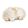 Natural White a grade raw lions mane mushroom