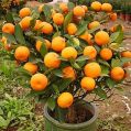 Orange Fruit Plant