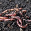 Vermiculture Earthworms