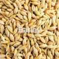 Viant Organics Natural Organic Barley