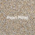 organic pearl millet