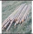 casuarina poles