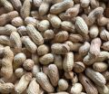 Raw Shelled Groundnuts