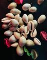 Sea Shell Glossy White 5mm natural cowrie seashell