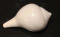 250 gm Glossy White 6 inch conch shell shankh