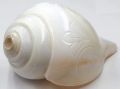 Conch Shell 6 Inch Blowing Shankh