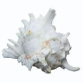 Conch Shell White Panchayajanya Shankh
