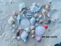 Sea Shell Multicolor natural mixed seashell