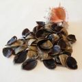 Sea Shell Browm natural murex operculum seashell