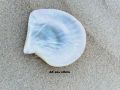 Sea Shell Glossy Multicolor natural pearl seashell