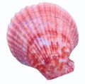 Pink Natural Seashell