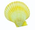 Yellow Mermaid Natural Seashell