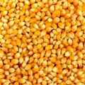 Yellow Maize For Human Consumption