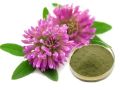 Red Clover Flower Extract Powder