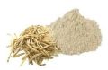 White SHREE SAI BIOTECH safed musli extract powder