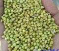 Parrot Coriander Seeds