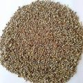 Millet Seed