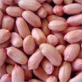 Organic Brown bold peanut seeds