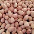 Organic Raw Brownish java peanut seeds