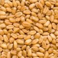 Hybrid WH 147 Wheat Seeds