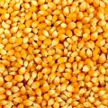Common yellow maize