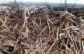 eucalyptus core veneer waste wood chips