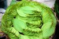 Bengali betel leaf