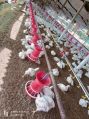 PVC Poultry Feeder