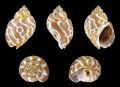 Babylonia Areolata Seashell