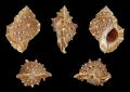 Bufonaria Crumena Seashell