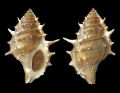 Bursa Spinosa Seashell