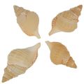 Distorsio Reticulata Seashell
