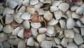Meretrix Lusoria Seashell
