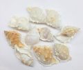 Natural Bursa Rana Seashell