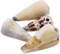 Natural Conus Excavatus Seashell