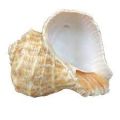 Rapana Bulbosa Seashell