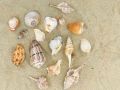 Seashell Natural Mix