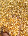 yellow maize