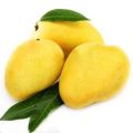 Fresh Chausa Mango