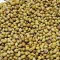 Organic Coriander Seeds