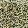 Bajra Seeds