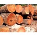 Jackfruit Wood Log