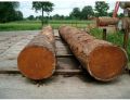 Sal Wood Log