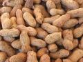 Grade A Shelled Groundnuts