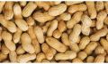 Natural Raw Shelled Groundnuts