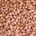 Raw Groundnut Kernels