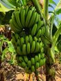 Fresh Banana Fruit
